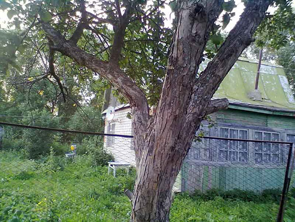 81 Purrfectly Camouflaged Cats That Are Impossible To Find Without Looking At The Answers