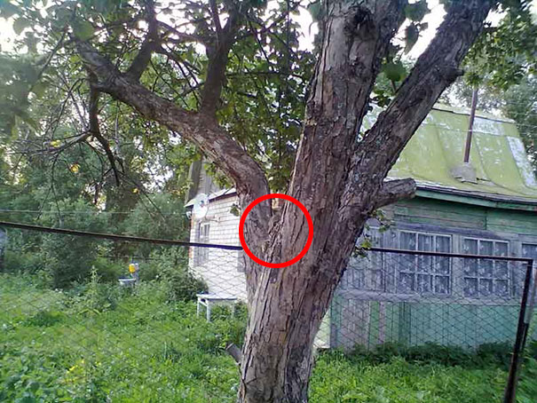 81 Purrfectly Camouflaged Cats That Are Impossible To Find Without Looking At The Answers