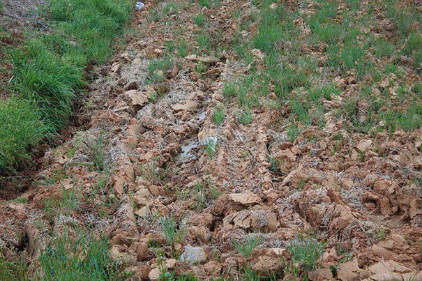 81 Purrfectly Camouflaged Cats That Are Impossible To Find Without Looking At The Answers 81 Purrfectly Camouflaged Cats That Are Impossible To Find Without Looking At The Answers