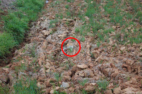 81 Purrfectly Camouflaged Cats That Are Impossible To Find Without Looking At The Answers