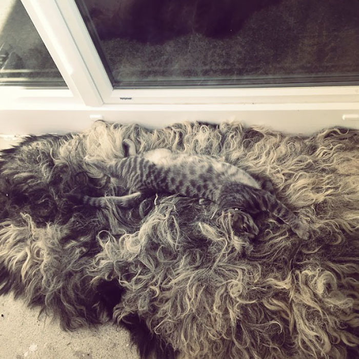 81 Purrfectly Camouflaged Cats That Are Impossible To Find Without Looking At The Answers