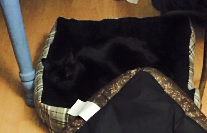 81 Purrfectly Camouflaged Cats That Are Impossible To Find Without Looking At The Answers