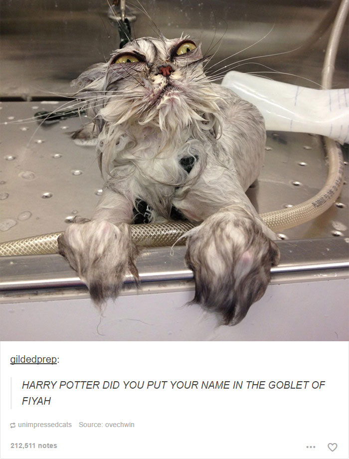 126 Harry Potter Tumblr Posts That Are Impossible Not To Laugh At If You&#8217;re A Potterhead