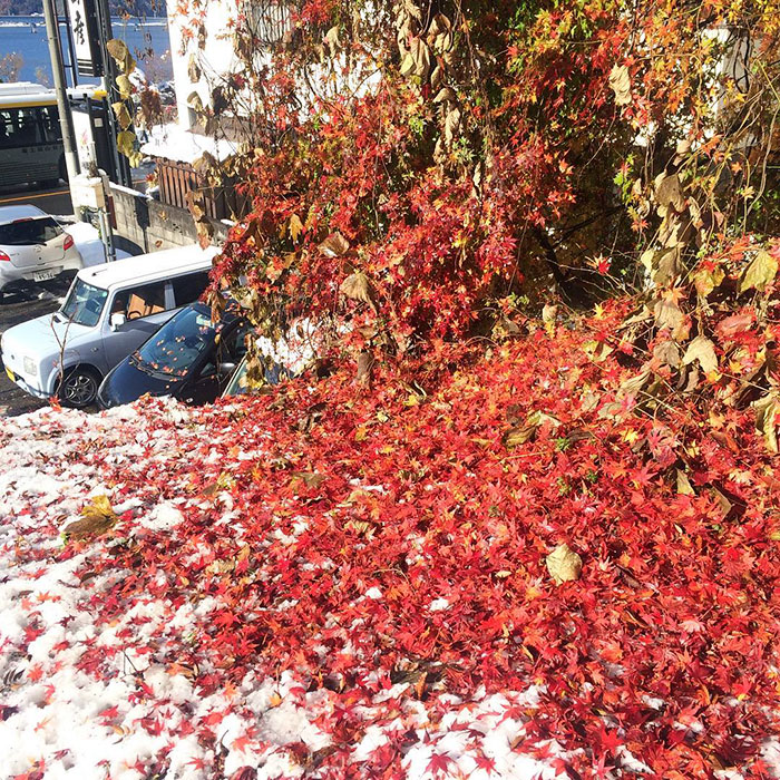Tokyo, Which Hasn&#8217;t Seen November Snow In Over 50 Years, Surprised To Wake Up In A Winter Wonderland