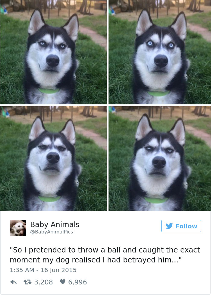 71 Of The Most Hilarious Posts About Huskies Ever