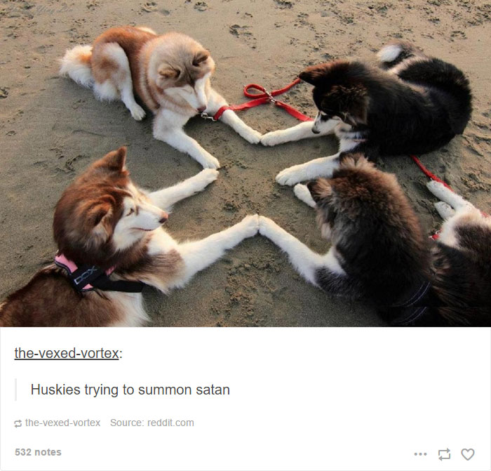 71 Of The Most Hilarious Posts About Huskies Ever