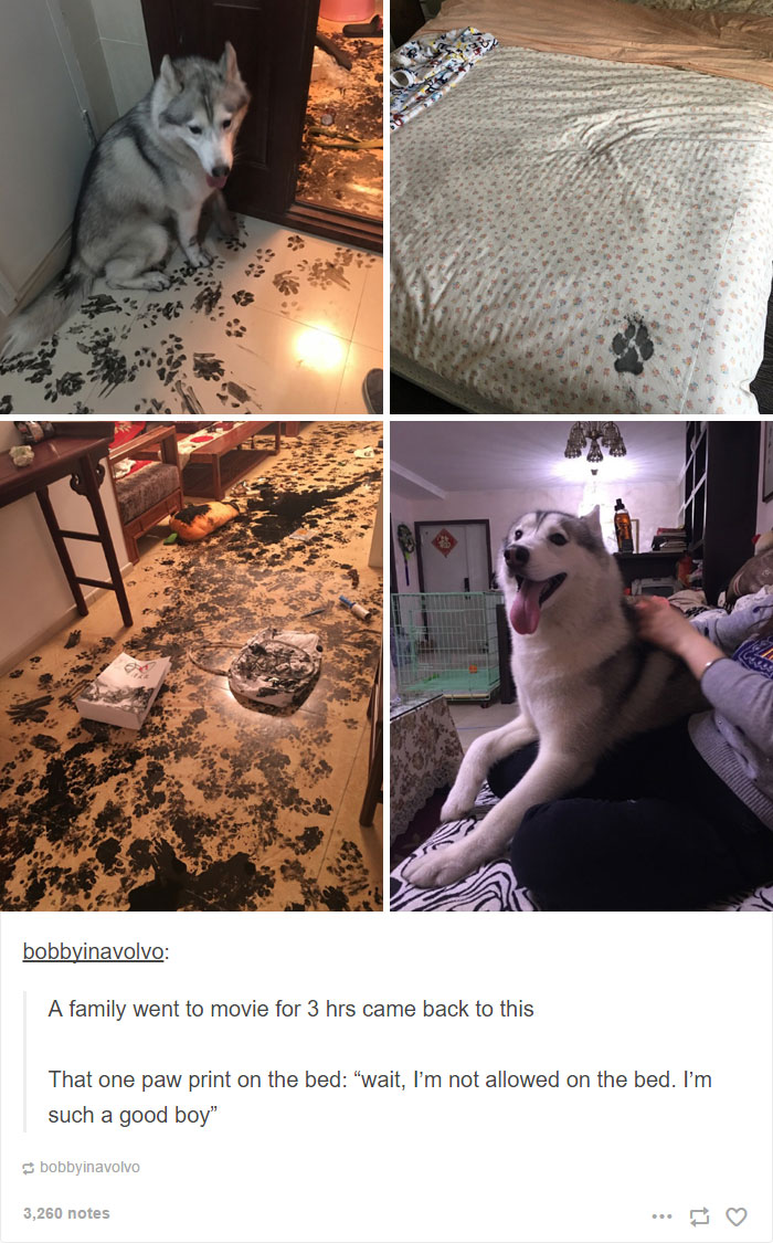 71 Of The Most Hilarious Posts About Huskies Ever