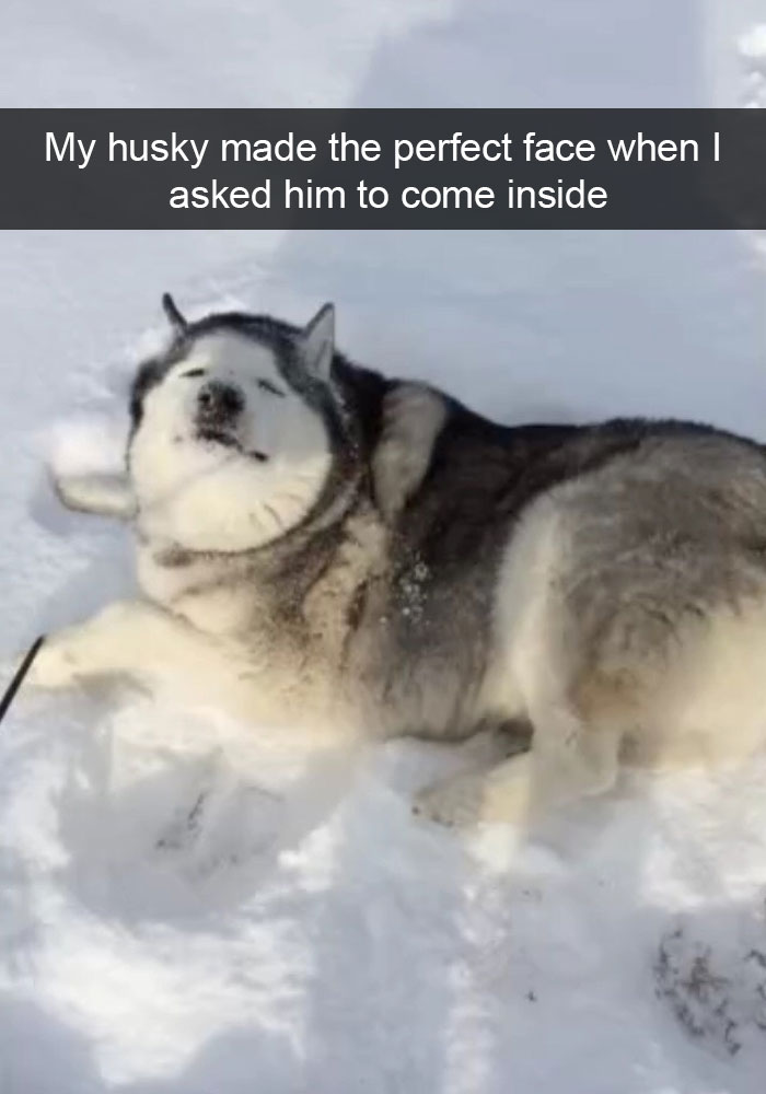 71 Of The Most Hilarious Posts About Huskies Ever