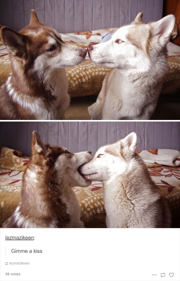 71 Of The Most Hilarious Posts About Huskies Ever
