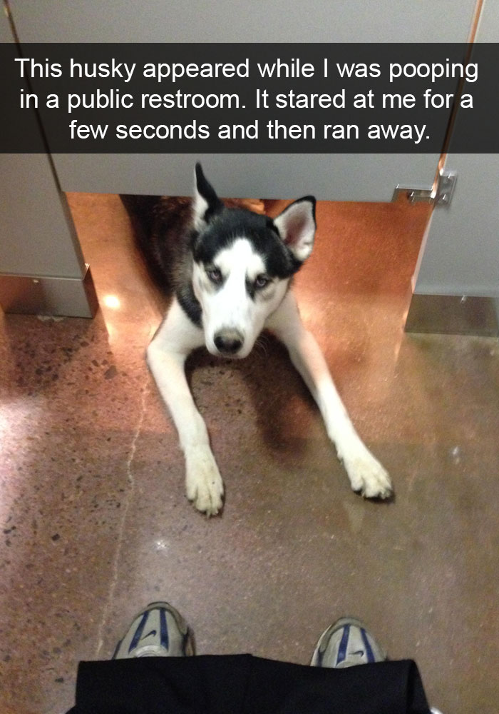 71 Of The Most Hilarious Posts About Huskies Ever