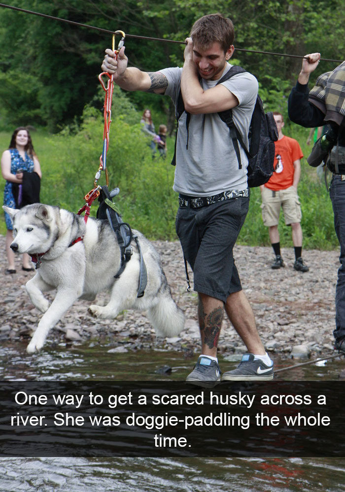 71 Of The Most Hilarious Posts About Huskies Ever