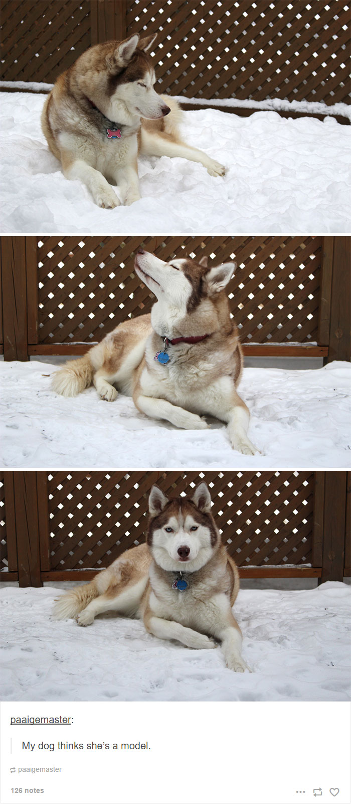 71 Of The Most Hilarious Posts About Huskies Ever