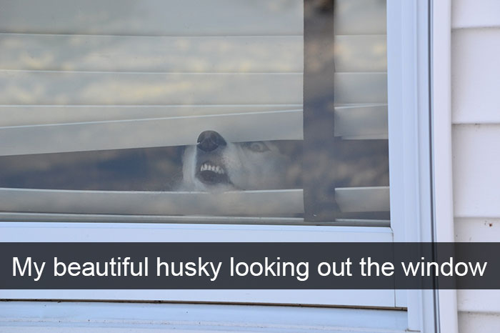71 Of The Most Hilarious Posts About Huskies Ever
