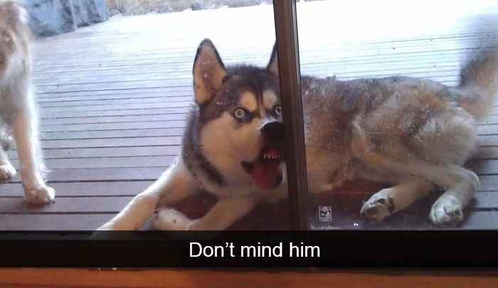 71 Of The Most Hilarious Posts About Huskies Ever