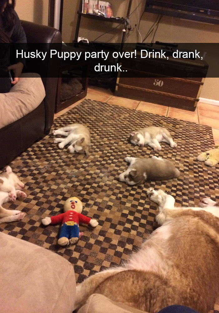 71 Of The Most Hilarious Posts About Huskies Ever