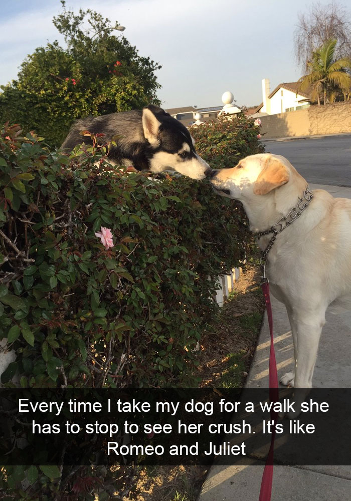 71 Of The Most Hilarious Posts About Huskies Ever