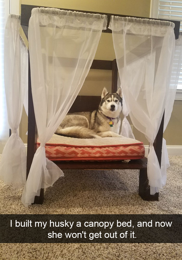 71 Of The Most Hilarious Posts About Huskies Ever
