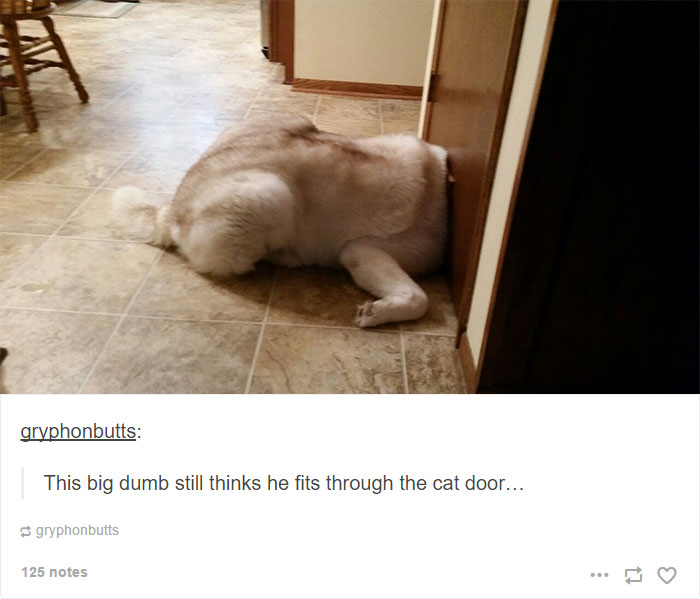 71 Of The Most Hilarious Posts About Huskies Ever