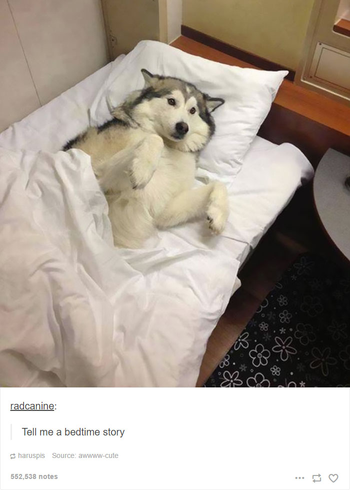 71 Of The Most Hilarious Posts About Huskies Ever