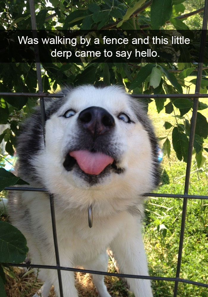 71 Of The Most Hilarious Posts About Huskies Ever