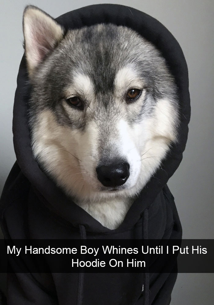 71 Of The Most Hilarious Posts About Huskies Ever