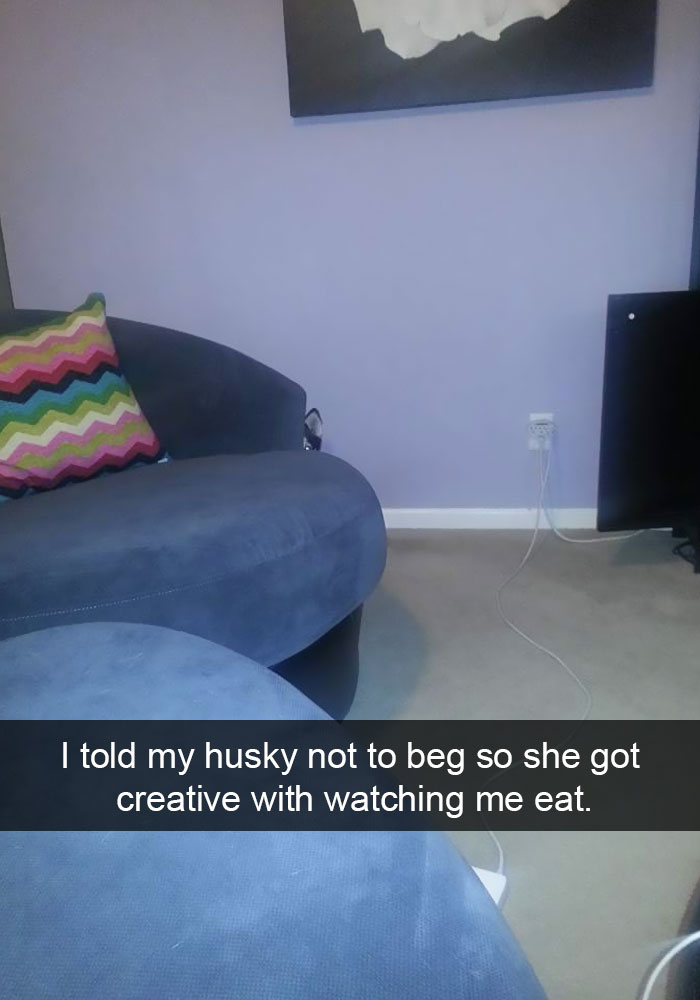 71 Of The Most Hilarious Posts About Huskies Ever