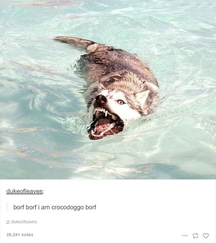 71 Of The Most Hilarious Posts About Huskies Ever