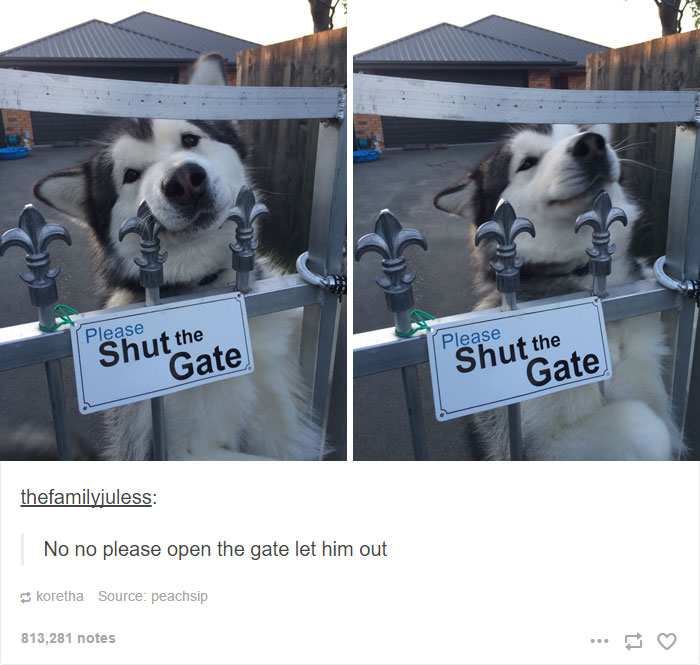 71 Of The Most Hilarious Posts About Huskies Ever