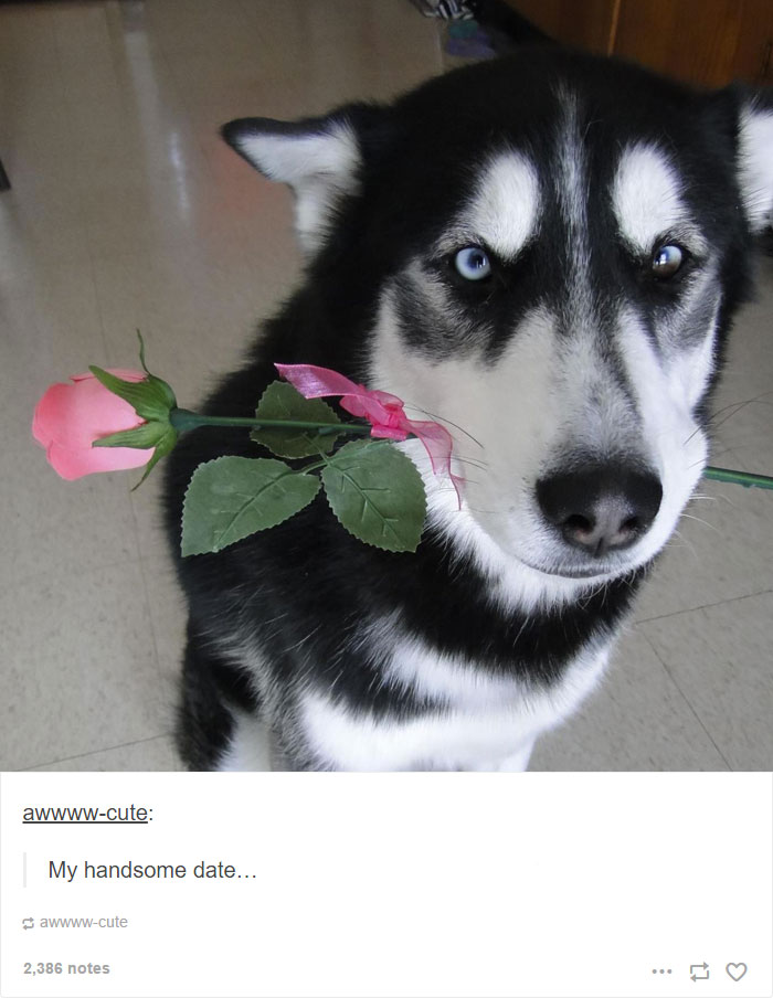 71 Of The Most Hilarious Posts About Huskies Ever