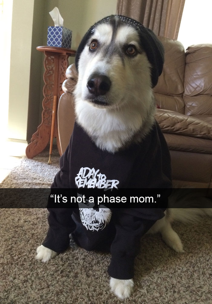 71 Of The Most Hilarious Posts About Huskies Ever