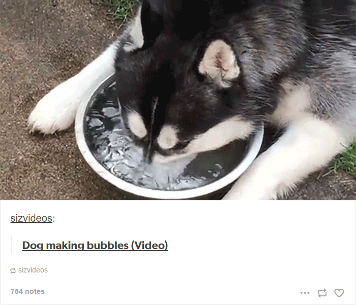 71 Of The Most Hilarious Posts About Huskies Ever