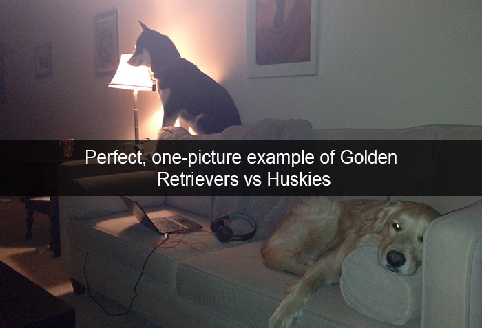 71 Of The Most Hilarious Posts About Huskies Ever