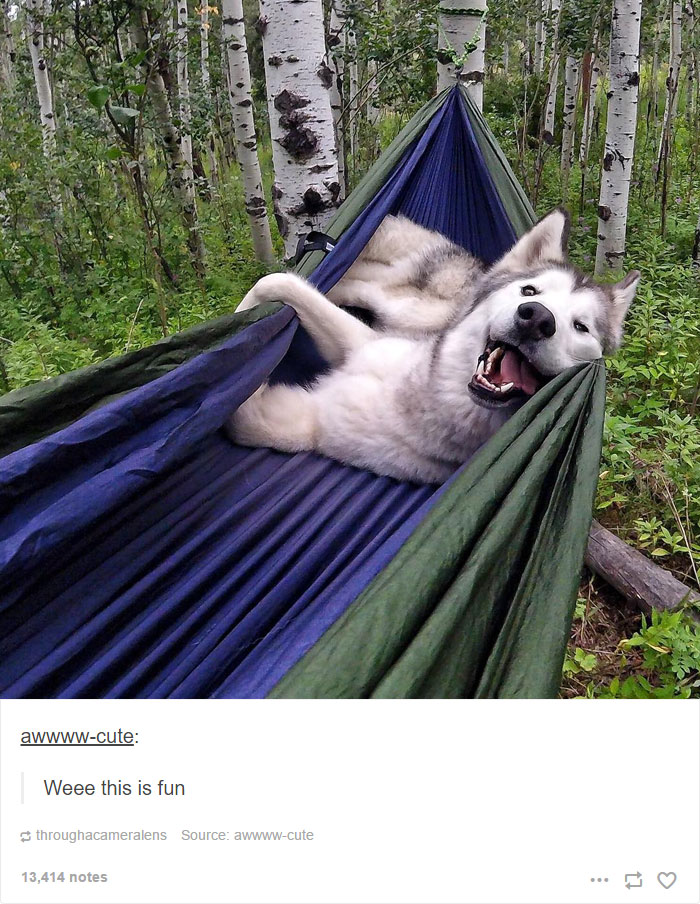 71 Of The Most Hilarious Posts About Huskies Ever