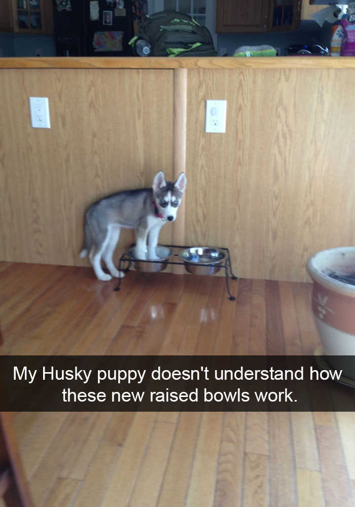 71 Of The Most Hilarious Posts About Huskies Ever