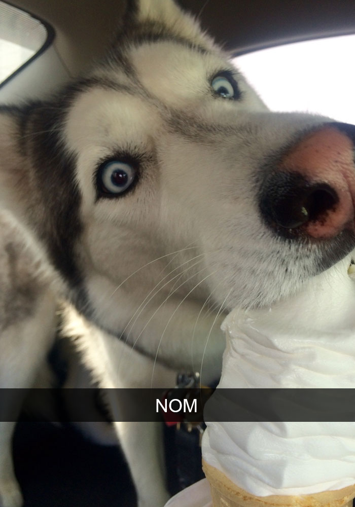 71 Of The Most Hilarious Posts About Huskies Ever