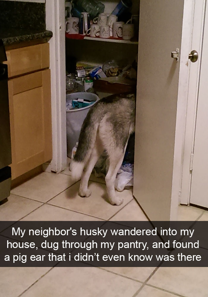 71 Of The Most Hilarious Posts About Huskies Ever