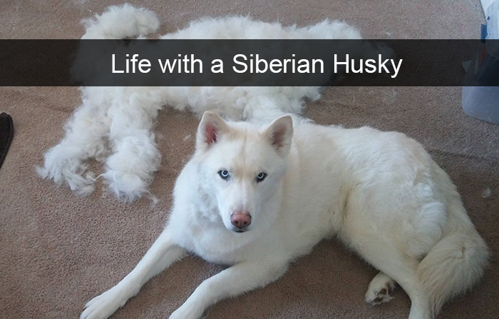 71 Of The Most Hilarious Posts About Huskies Ever