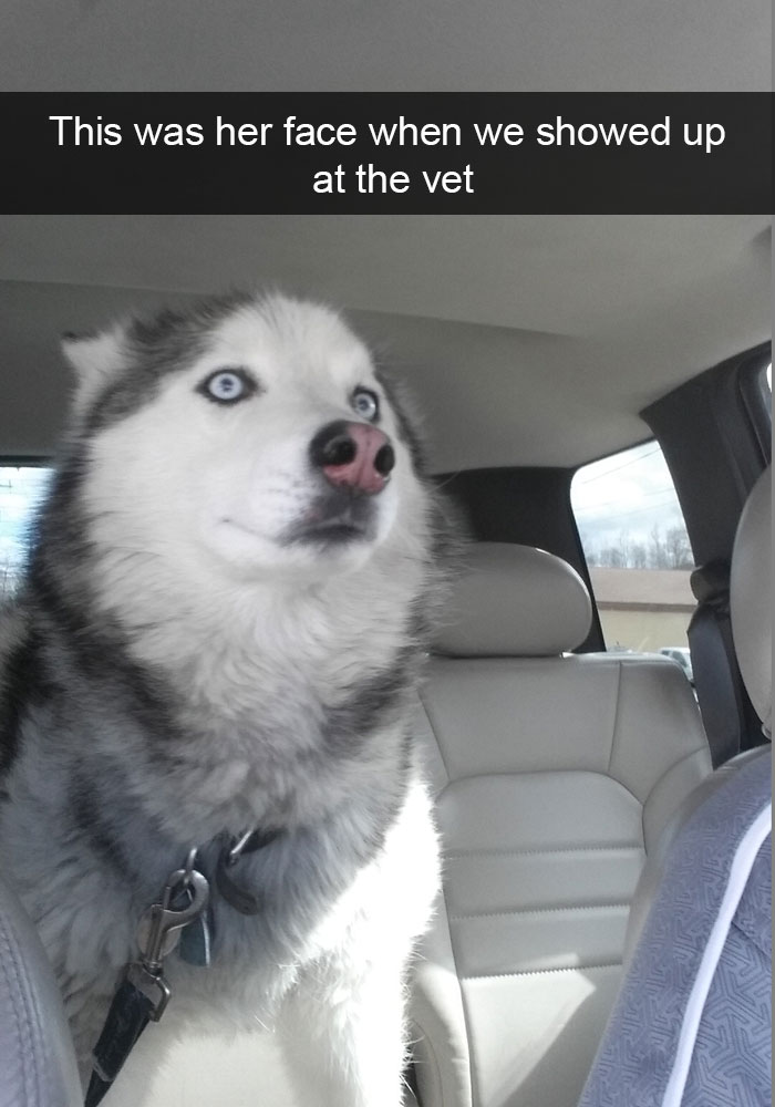 71 Of The Most Hilarious Posts About Huskies Ever