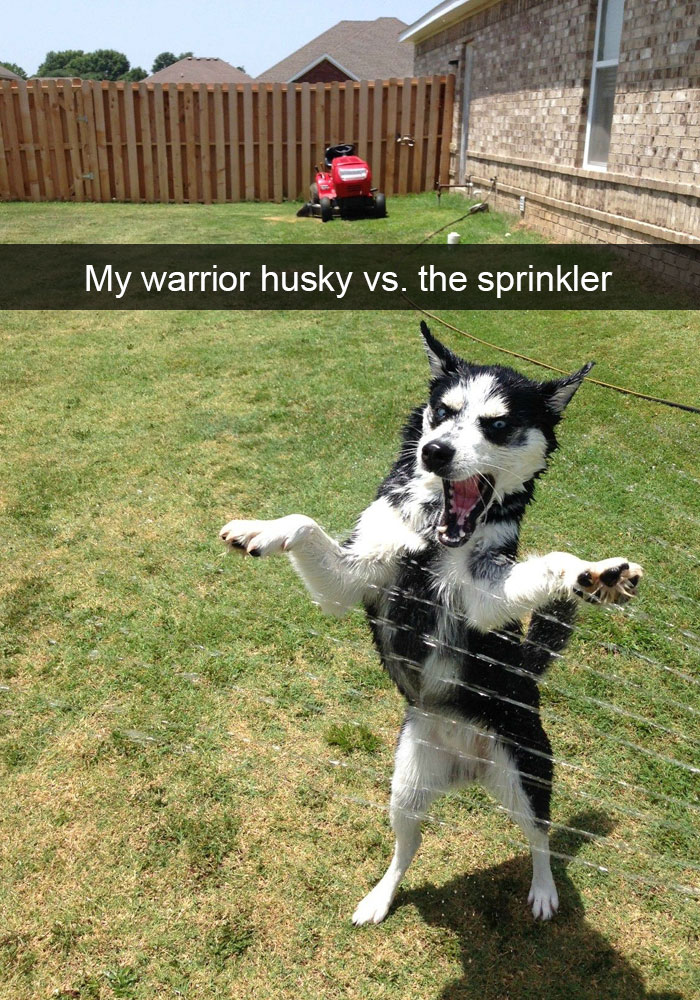 71 Of The Most Hilarious Posts About Huskies Ever