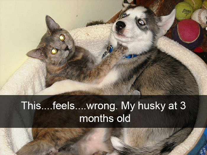 71 Of The Most Hilarious Posts About Huskies Ever