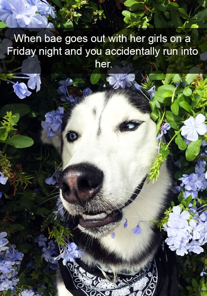 71 Of The Most Hilarious Posts About Huskies Ever