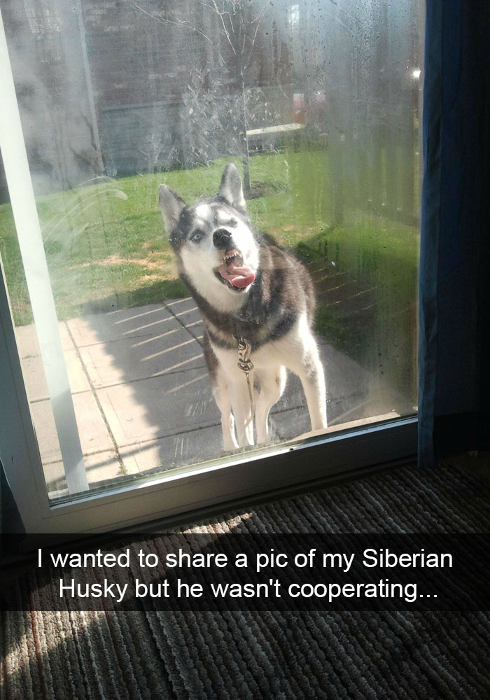 71 Of The Most Hilarious Posts About Huskies Ever