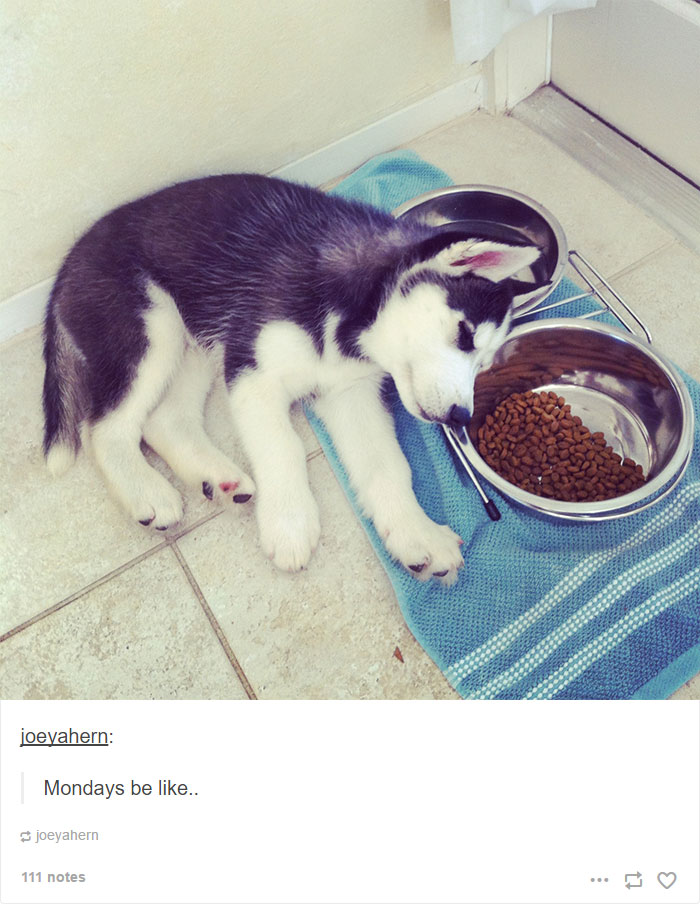 71 Of The Most Hilarious Posts About Huskies Ever