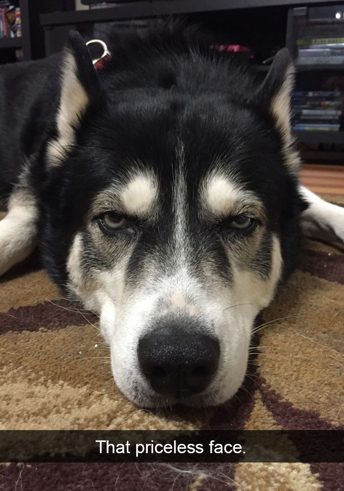 71 Of The Most Hilarious Posts About Huskies Ever
