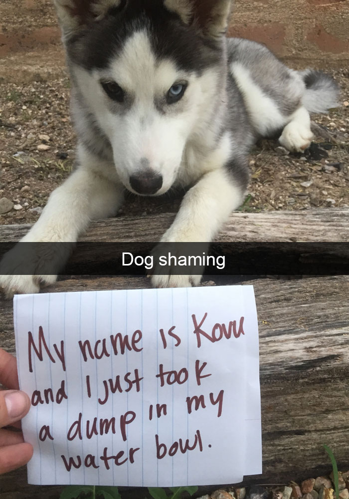 71 Of The Most Hilarious Posts About Huskies Ever