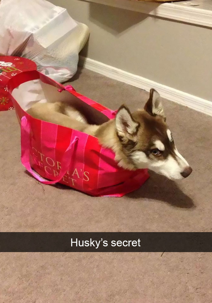 71 Of The Most Hilarious Posts About Huskies Ever