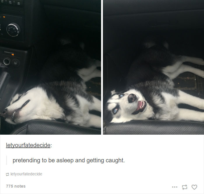 71 Of The Most Hilarious Posts About Huskies Ever