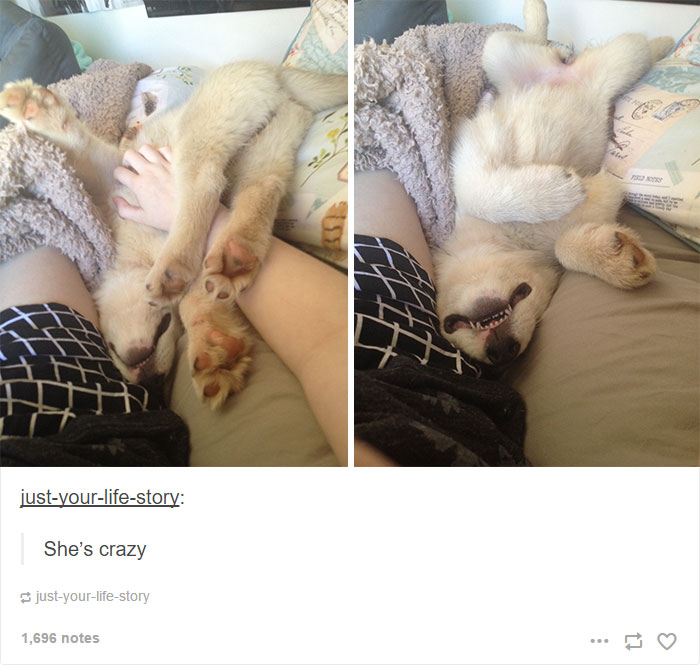 71 Of The Most Hilarious Posts About Huskies Ever