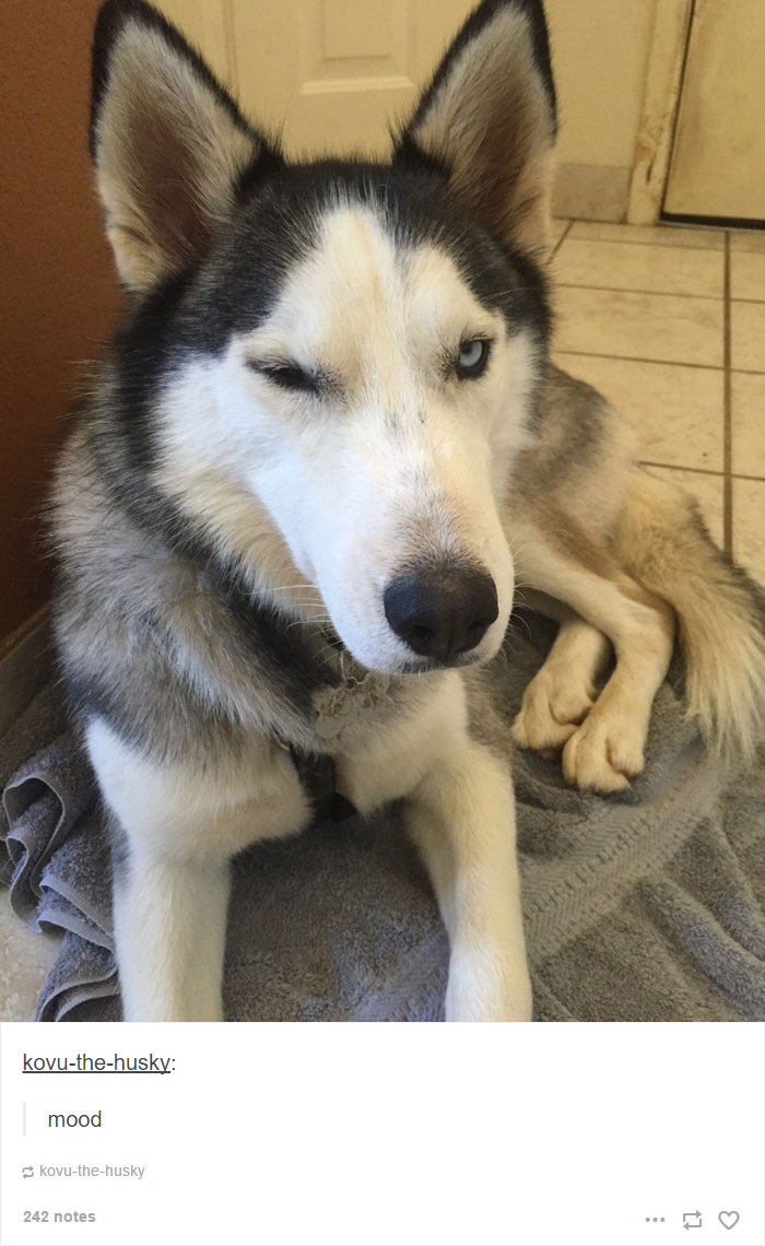 71 Of The Most Hilarious Posts About Huskies Ever