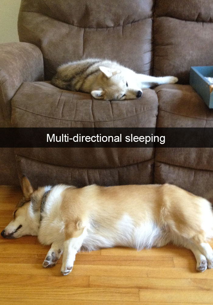 71 Of The Most Hilarious Posts About Huskies Ever